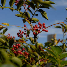 Image result for Zanthoxylum lindense