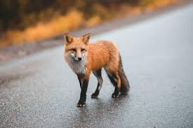 The Seeing a Fox During the Day Spiritual Meaning: What It Means?