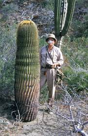 Cactus photographs from expeditions of the obsessed. Xerophile Cactus Expeditions Purple Magazine