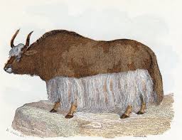 Image result for yak