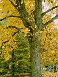 نتیجه جستجوی لغت [hickory] در گوگل