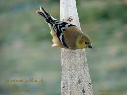 Small Bird With Yellow Stripe On Head Sc South Carolina Bird Pictures Page Perching Birds Bird Pictures Bird Perch Bird