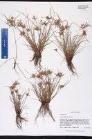 Image result for Pycreus flavescens