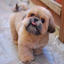 Check spelling or type a new query. Shih Tzu Puppy Cuts