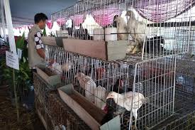 Ladang Uang Ternak Ayam Kampung Modal Kecil Peluang Menjanjikan Halaman All Kompas Com