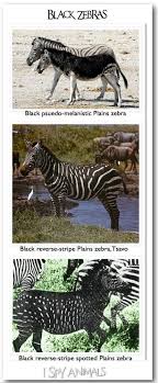 I Spy Animals Chocolate Zebra Unusual Animals Melanistic Animals Animals