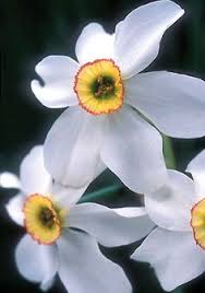 Old House Gardens Heirloom Bulbs N Poeticus Recurvus Pheasant S Eye 1600 1831 The Poet S Narcissus Grows Wild In Alpi Daffodil Bulbs Daffodils Bulb Flowers