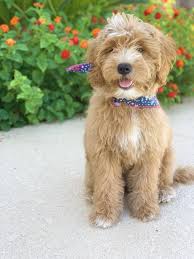 1000 x 1499 jpeg 120 кб. Mini Goldendoodles Teddy Bears Goldendoodle Hunde