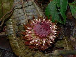 Image result for Balanophoraceae