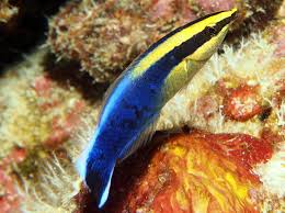 Dopheld as a hawaiian cleaner wrasse!! Hawaiian Cleaner Wrasse Labroides Phthirophagus Big Island Hawaii Photo 1 Tropical Reefs