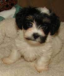 Welcome to our oregon teacup puppies information page. 16 Havanese Pups Ideas Havanese Pup Puppies