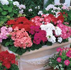 Image result for Pelargonium