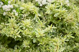 Per salvaguardare il nostro orticello dietro casa oppure le piante e i fiori del nostro amato giardino bisogna essere in grado di riconoscere parassiti e malattie, fra questi gli afidi sono molto comuni e spesso causano ingenti danni Fiori Bianchi Primaverili Immagine Gratis Foto Numero 501276360 Download Immagine Jpg It Lovepik Com