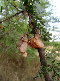 Image result for Ormocarpum