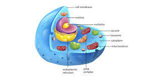 Cells The Building Blocks Of Life Animal Cell Plant And Animal Cells Cells Project