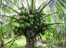 Kelapa rendah sudah berbuah cara mudah menanam kelapa pandan wangi. Petani Diseru Tanam Kelapa Matag Hasil Rm163 000 Setahun Berita Projekmm