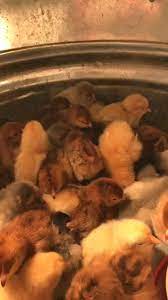 You can add your pet store through the form in the top right corner of the site. The Natural Pet Center At Ireland Corners Home Facebook