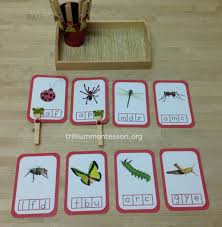 Insect and bug literacy activities buzz! Learning About Bugs Activities For Preschool And Montessori