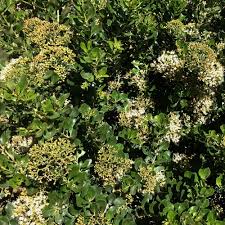 Image result for Nuxia