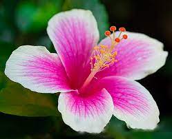 Pin By Healthy Living Karen Owoc On My Favorite Flowers Flowers Beautiful Flowers Hawaiian Flowers