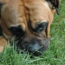 Some cleaning products work better than others depending on the type of carpet you have, such as natural. How To Get Rid Of Dog Smell In Dirt Hunker Dog Urine Dog Urine Odor Remover Removing Dog Urine Smell