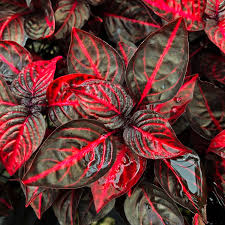 Image result for Iresine