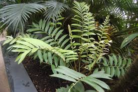 Image result for Alafia zambesiaca