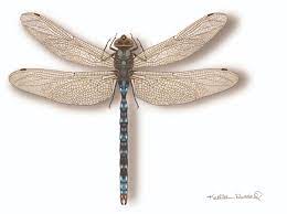 Note the varied angles of the wings. What Do You Know About Blue Dragonflies Find Out All About Blue Dragonflies In This Article