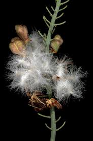 Image result for Eriospermum porphyrium