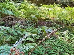 Image result for Mohria marginalis