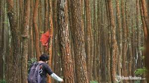 Semua jenis wisata bisa ditemukan di malang, mulai dari wisata kategori pantai Wisata Hutan Pinus Semeru Malang Surga Tersembunyi Di Kecamatan Wajak Tempat Tenang Nan Sejuk Tribun Madura