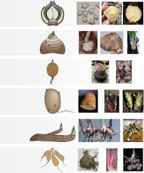 Image result for Cyphostemma obovato-oblongum