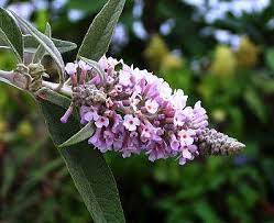 Pin On In My Garden