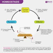 Homeostasis Osmotic Pressure Learning Objectives Body Systems