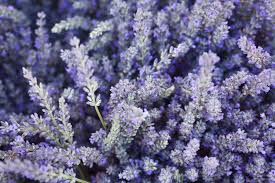 Send lasting smiles with a plant gift that will grow and flourish from 1800flowers®. 7 Plants That Help To Reduce Stress