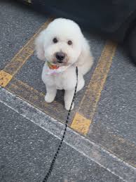 Adonai Creation Doodles