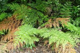 Image result for Todea