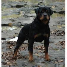 Hundreds of satisfied dkv rottweilers reviews. Rotts Von Scheel Rottweilers Rottweiler Breeder In Rice Minnesota
