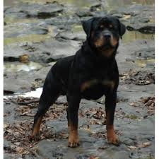 Learn more about gemini rottweiler and pitbull rescue, inc. Rotts Von Scheel Rottweilers Rottweiler Breeder In Rice Minnesota