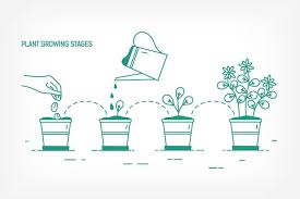 Check spelling or type a new query. Plant Growing Stages Brochure Design Template Plants Plant Drawing