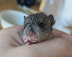 There are 229 dumbo rats for sale on etsy, and they cost $21.41 on average. Oc Dumbos Pet Rat Breeder Orlando Florida