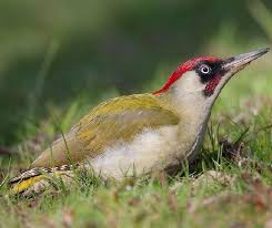 Maschio di picchio verde (picus viridis) ispeziona un ceppo al limite del bosco.en: Fauna Selvatica In Italia Picchio Verde Picus Viridis
