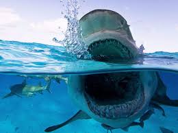 Attaque De Requin A La Reunion L Eau Lui Arrivait Aux Genoux