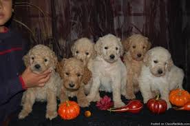 They make excellent house dogs, interact well with children, and get along with other. F2 Goldendoodle Puppies Price 500 00 For Sale In Alliance Goldendoodle Goldendoodle Puppy Puppies