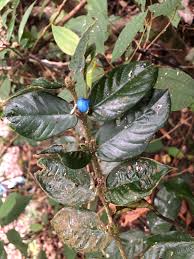 Image result for Lasianthus