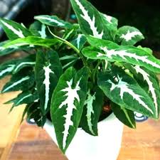 Jual Tanaman Hias Syngonium Hijau Keladi Syngonium Keladi Hijau Kab Bogor Ciptaindahtaman Tokopedia