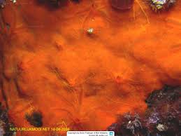 Image result for Crambe kilimandscharica