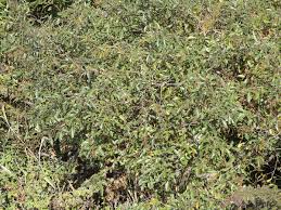 Image result for Searsia rehmanniana