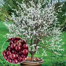 We did not find results for: 17 Best Climbers Fence And Garage Ideas Plants Shrubs Garden Vines