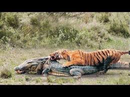 Power Of The Tiger The Strongest Big Cat In The World Youtube Big Cats Tiger Attack Big Cat Family